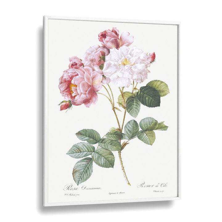 Delicate ROSA x DAMASCENA, FLORAL FLOWER PAINTINGS in a white frame, showcasing the timeless beauty of roses.