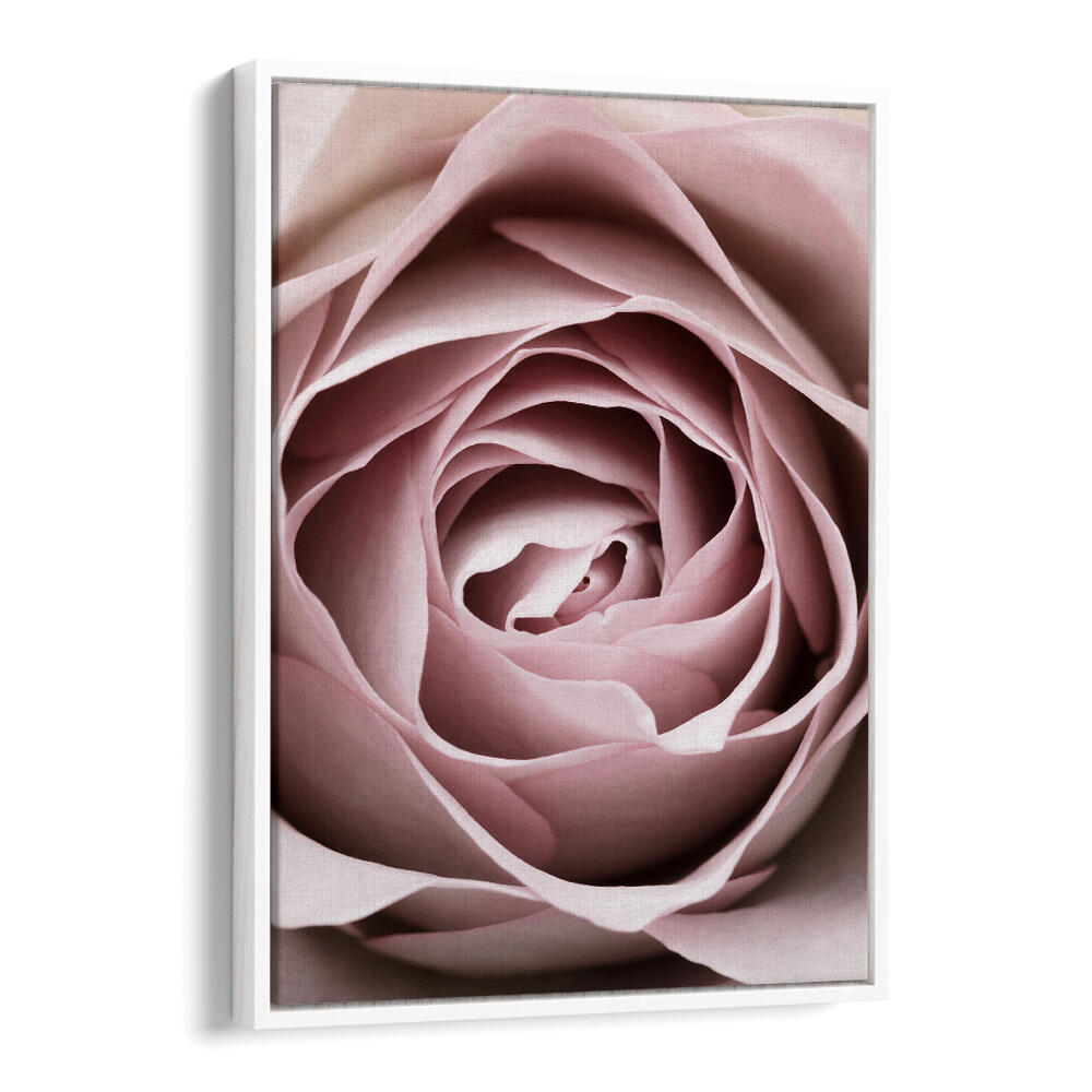 Exquisite PINK ROSE NO IV, FLORAL FLOWER PAINTINGS showcasing delicate pink blooms to enhance your living space.