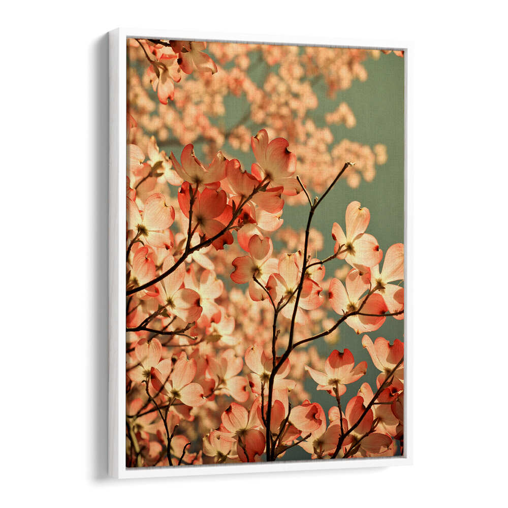 BLOSSOMS AFLOAT , FLORAL FLOWER PAINTINGS