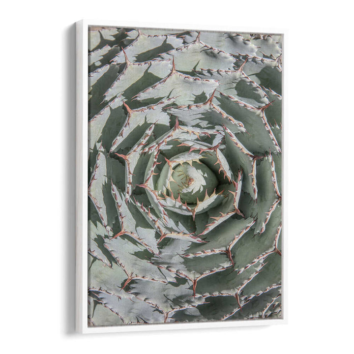 WHITEFLOATER SPIRAL SUCCULENT MAZE , FLORAL FLOWER PAINTINGS framed botanical wall art showing spiral succulent close-up
