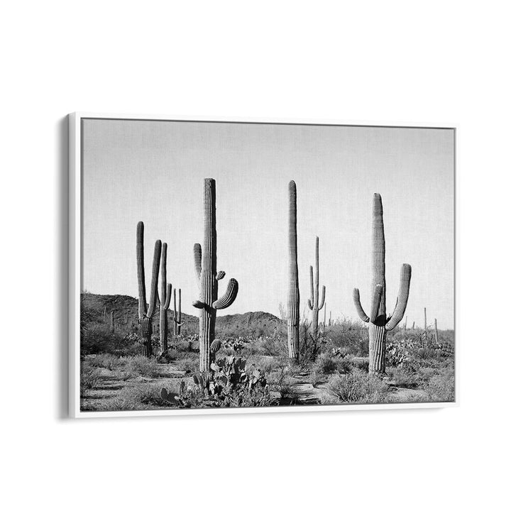 Explore GREY CACTUS LAND, COWBOY art featuring stunning black and white desert cacti for modern decor.