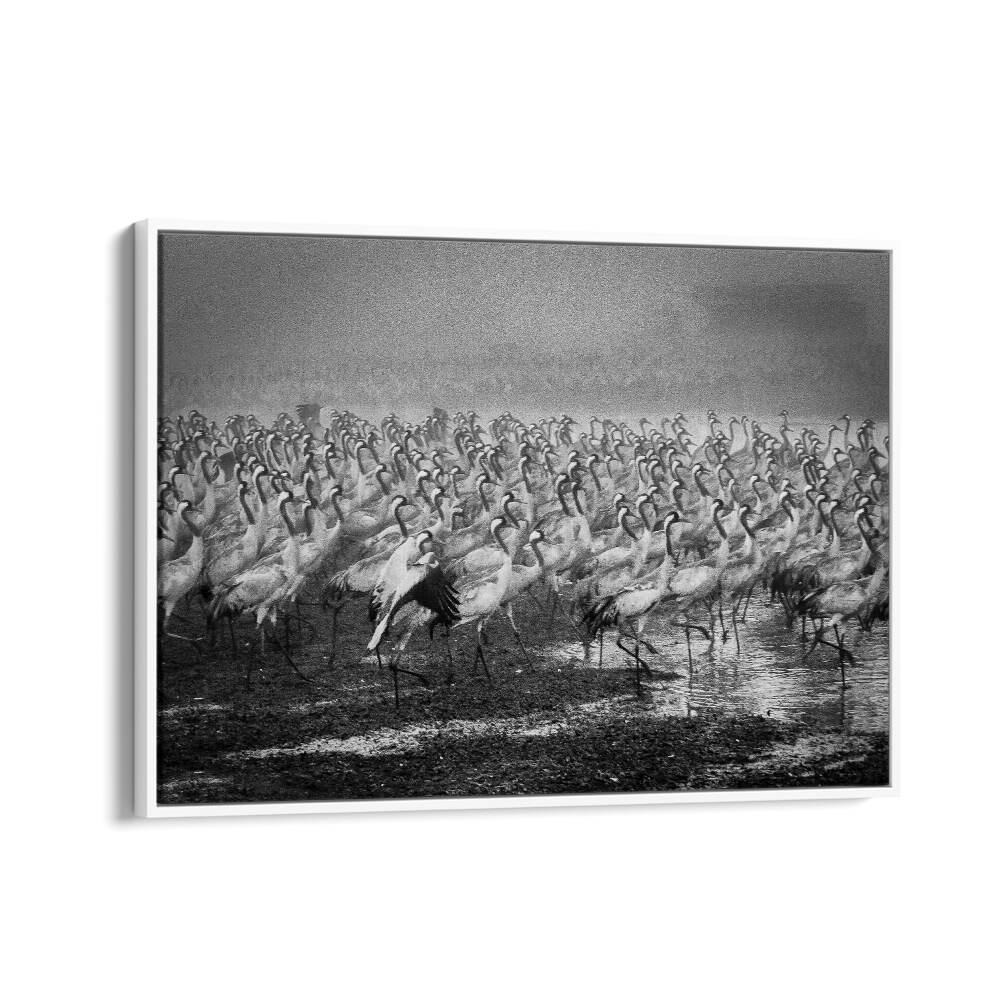Stunning BIRD CITY, PHOTOGRAPHY PRINTS showcasing a flock of cranes in motion, capturing nature's beauty and elegance.