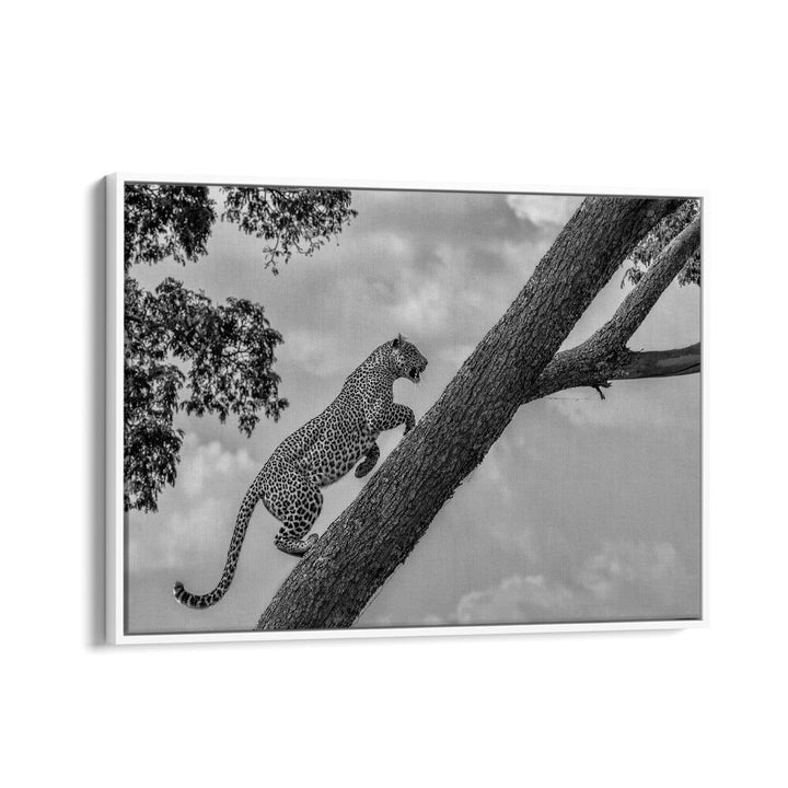 Leopard climbing a tree in stunning black and white, perfect for your CLIMB UP, PHOTOGRAPHY PRINTS collection.