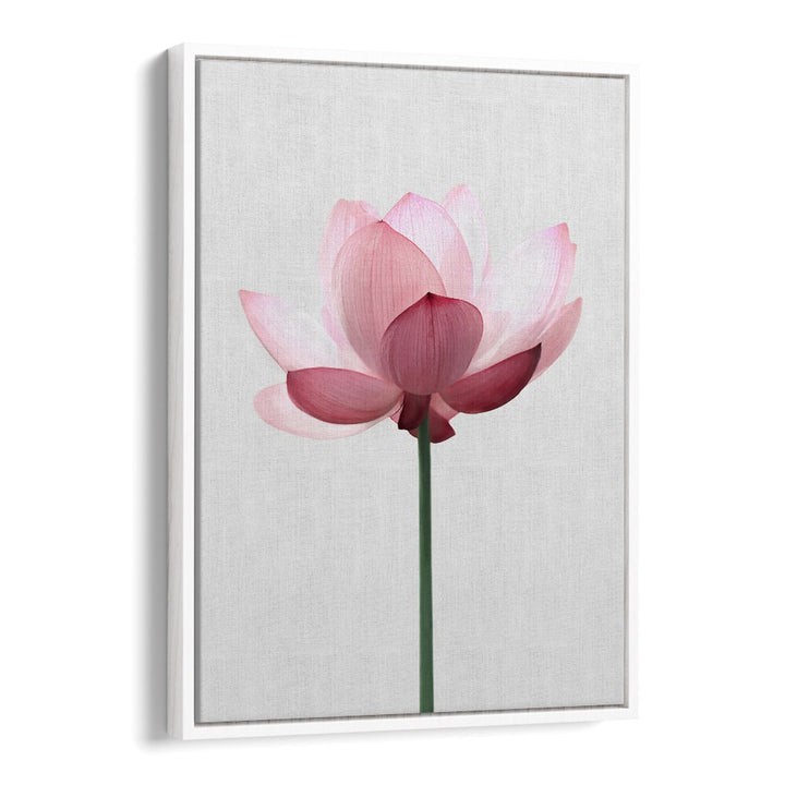 Stunning LOTUS FLOWER, FLORAL FLOWER PAINTINGS bring elegance and tranquility to your space with serene beauty.