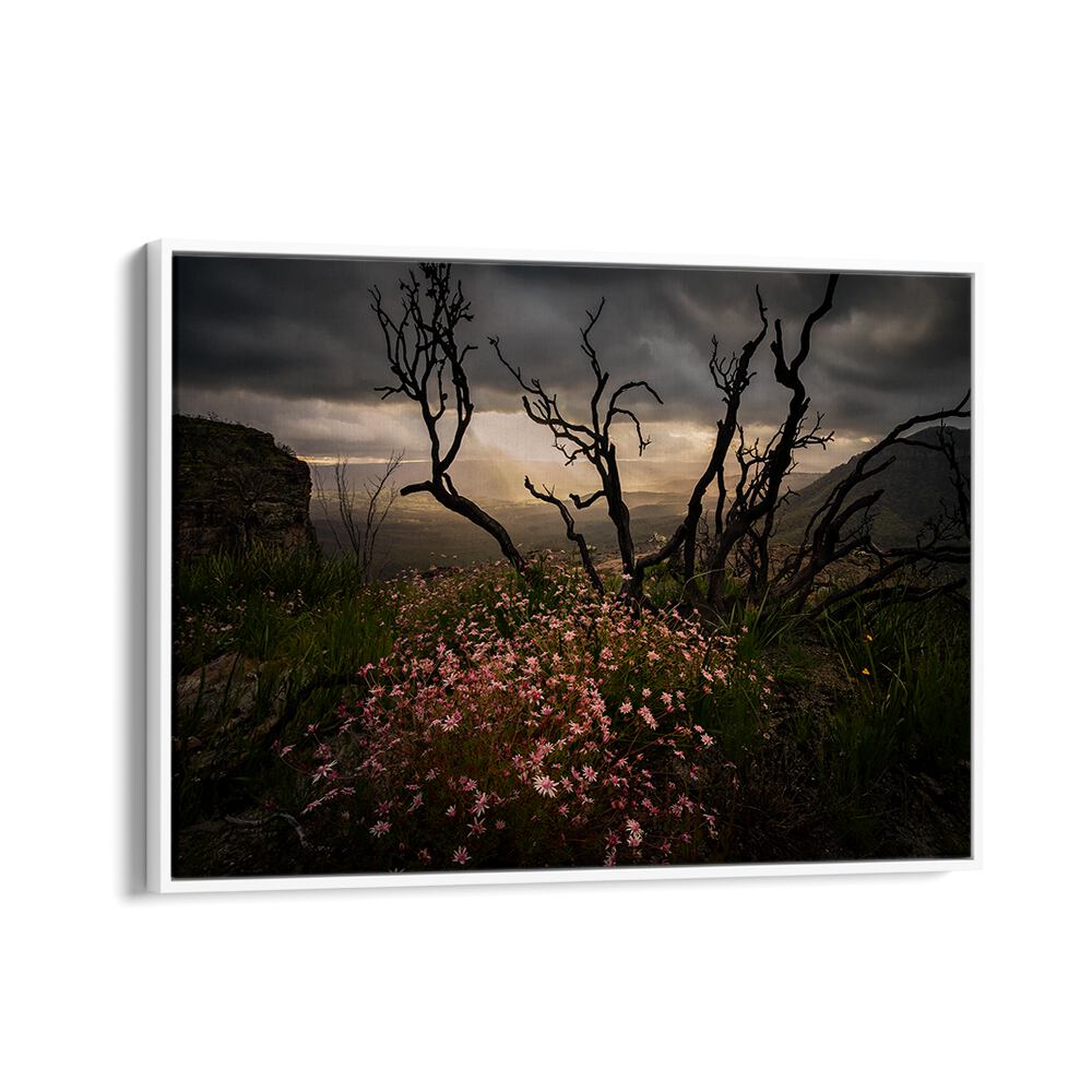 Stunning landscape featuring Actinotus Forsythii, perfect for your space. Explore ACTINOTUS FORSYTHII, PHOTOGRAPHY PRINTS.