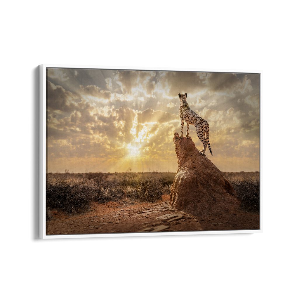 SUNDOWN CHEETAH, PHOTOGRAPHY PRINTS showcase a majestic cheetah at sunset, capturing the wild's breathtaking beauty.