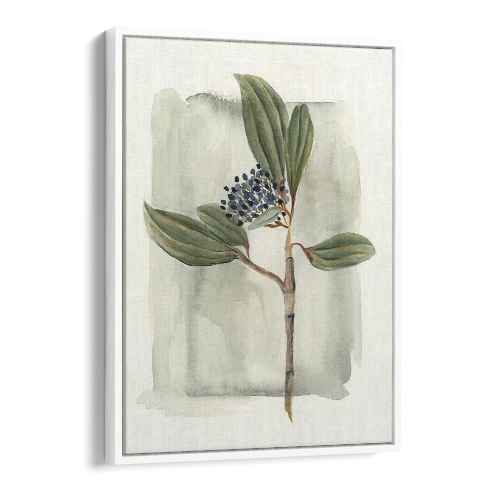 VIBURNUM DAVIDII showcases glossy leaves and clusters of white flowers, enhancing any garden landscape beautifully.