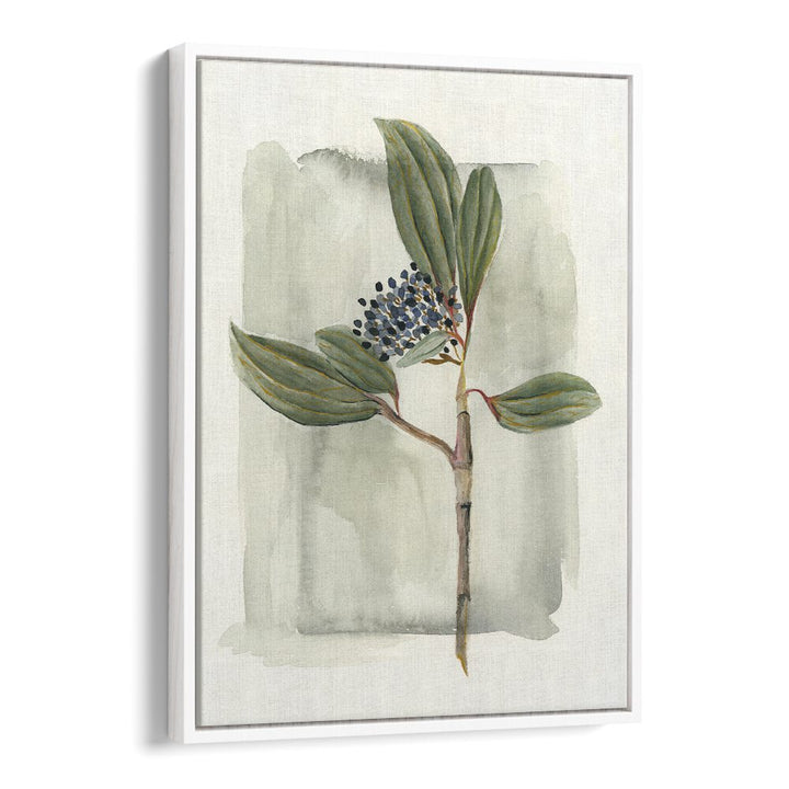 VIBURNUM DAVIDII showcases glossy leaves and clusters of white flowers, enhancing any garden landscape beautifully.