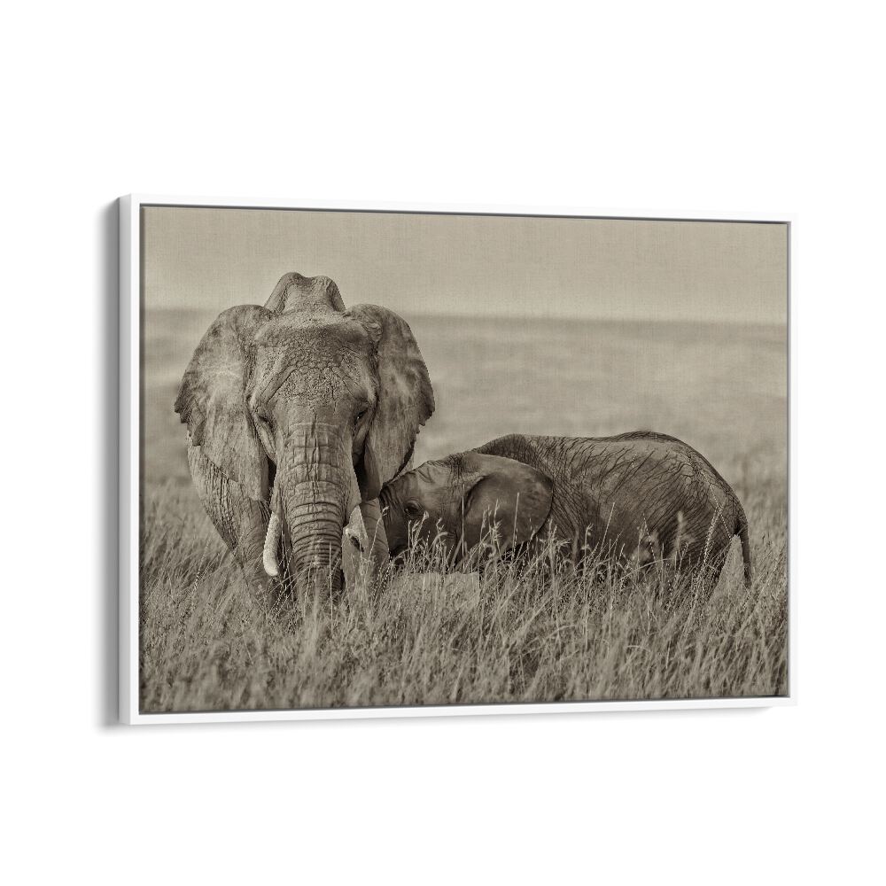 Captivating SNUGGLING, PHOTOGRAPHY PRINTS featuring a tender moment between elephants in nature's beauty.