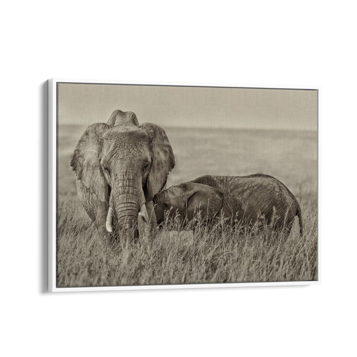 Captivating SNUGGLING, PHOTOGRAPHY PRINTS featuring a tender moment between elephants in nature's beauty.