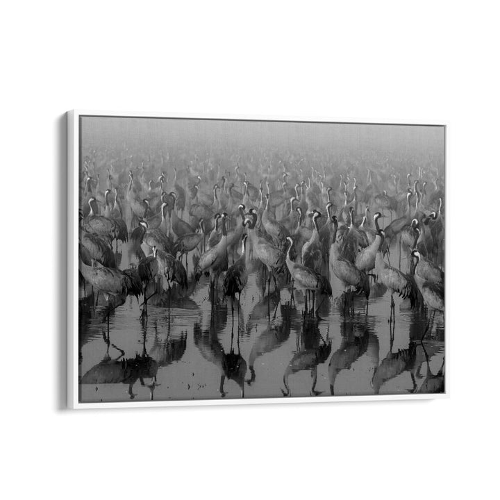 Stunning black-and-white CROSSPOINT, PHOTOGRAPHY PRINTS featuring a serene gathering of cranes in a reflective wetland.