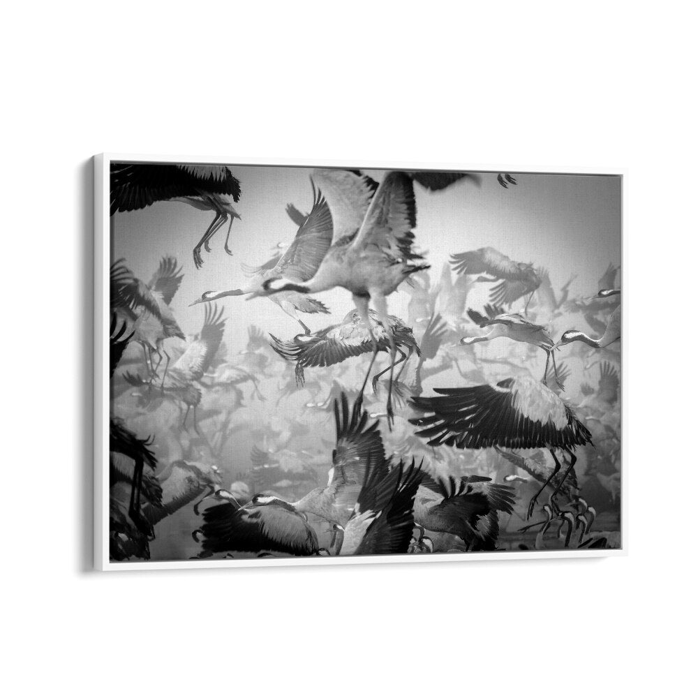 Dynamic scene of birds in flight showcasing CHAOS, PHOTOGRAPHY PRINTS that capture the energy of nature’s movement.