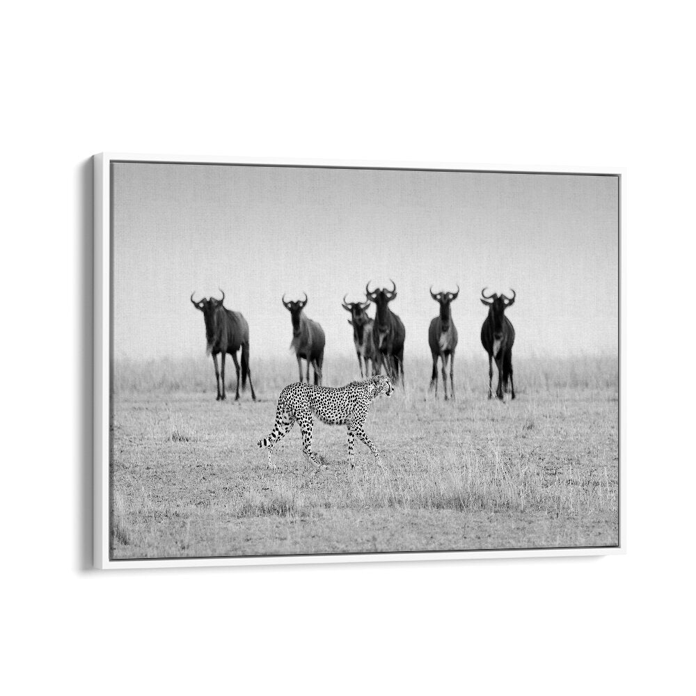 Cheetah walks in front of wildebeests, showcasing MUTUAL WATCHING, PHOTOGRAPHY PRINTS in stunning wildlife art.
