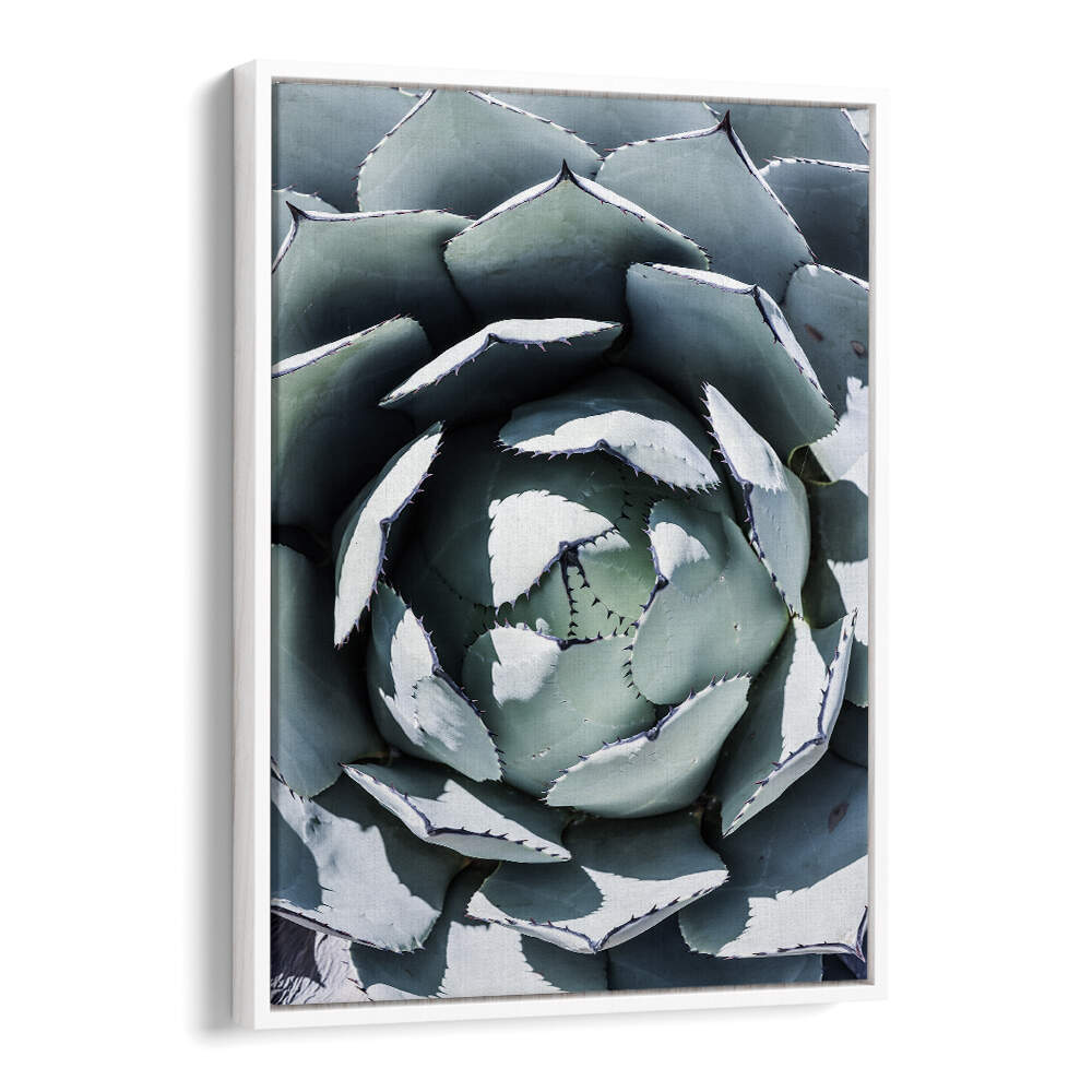 White Floater framed AGAVE SPIRAL DANCE , FLORAL FLOWER PAINTINGS showing blue‑green agave spiral with white-edged leaves
