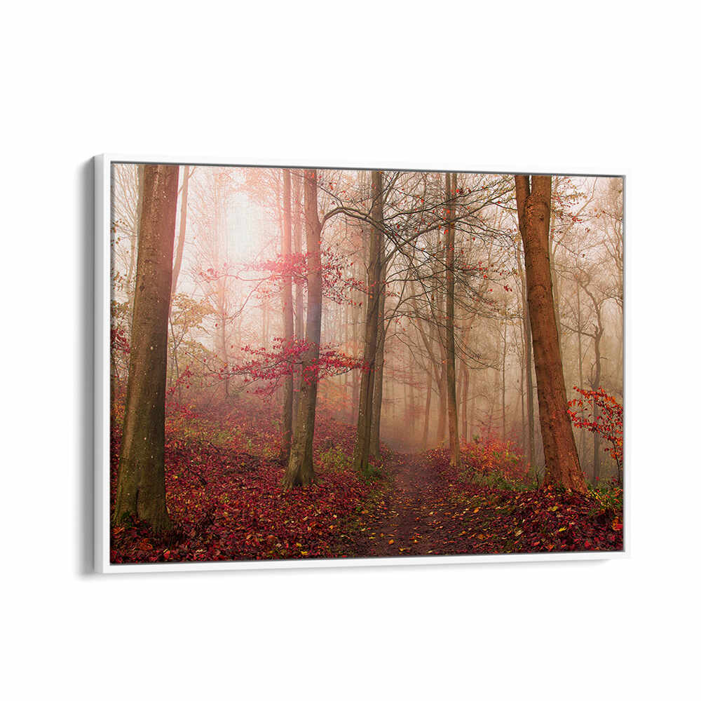 FOREST SCENE. , PHOTOGRAPHY PRINTS
