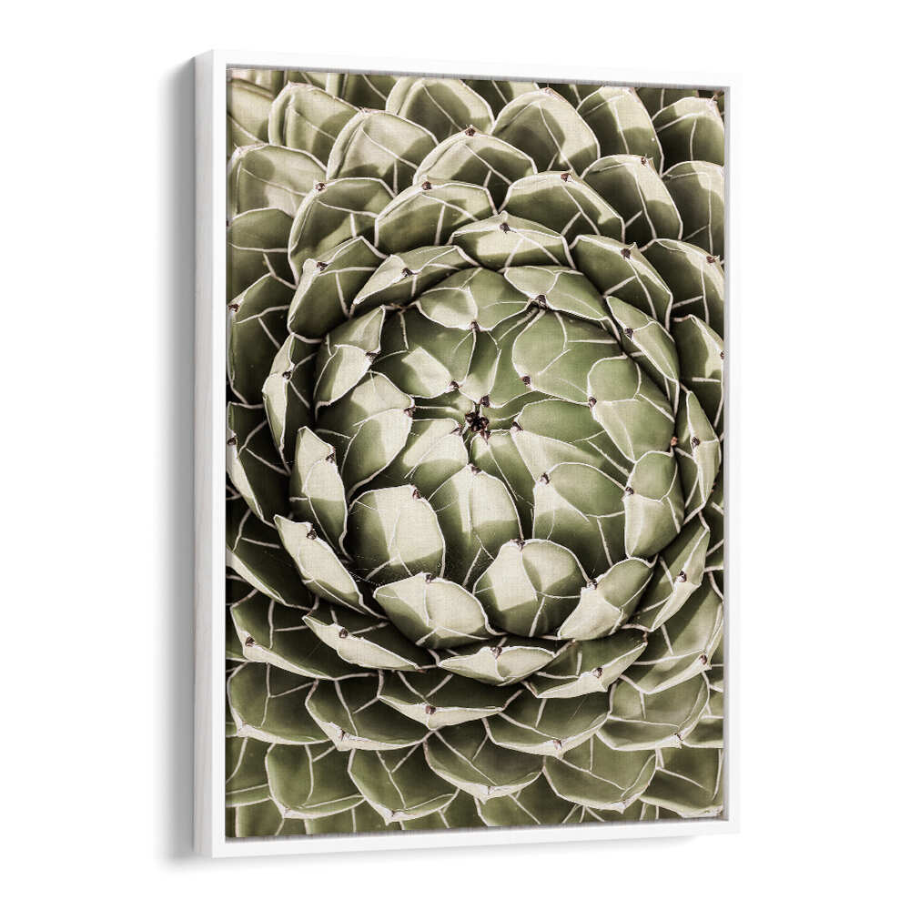 Framed green rosette succulent wall art by White Floater — GEOMETRIC SUCCULENT , FLORAL FLOWER PAINTINGS