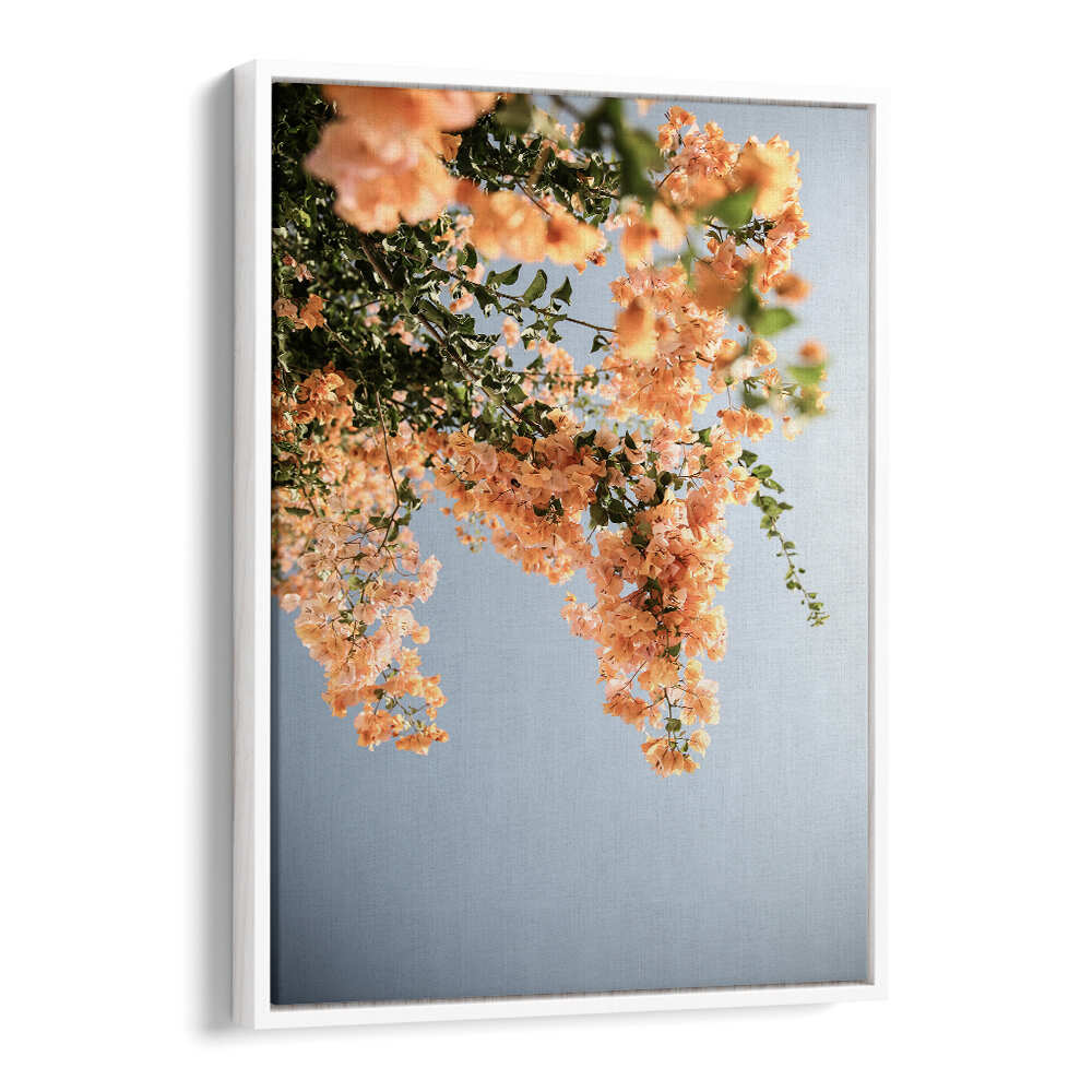 GOLDEN BLOSSOM DANCE , FLORAL FLOWER PAINTINGS - peach bougainvillea cascade on pale blue linen canvas in white floater frame