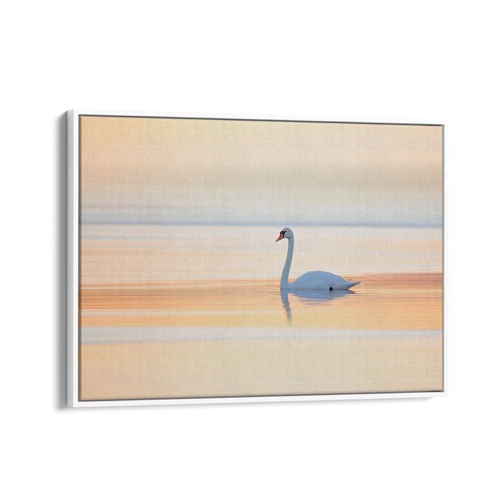 SWAN , PHOTOGRAPHY PRINTS