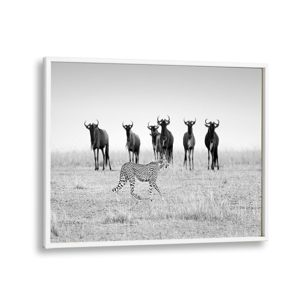 Cheetah and wildebeests in striking black and white, showcasing MUTUAL WATCHING, PHOTOGRAPHY PRINTS collection.