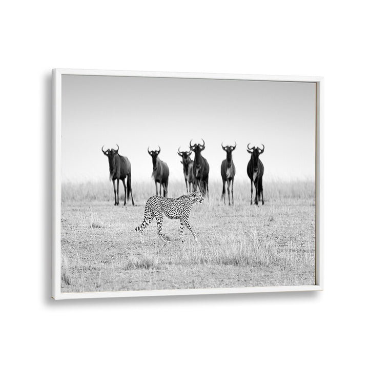 Cheetah and wildebeests in striking black and white, showcasing MUTUAL WATCHING, PHOTOGRAPHY PRINTS collection.
