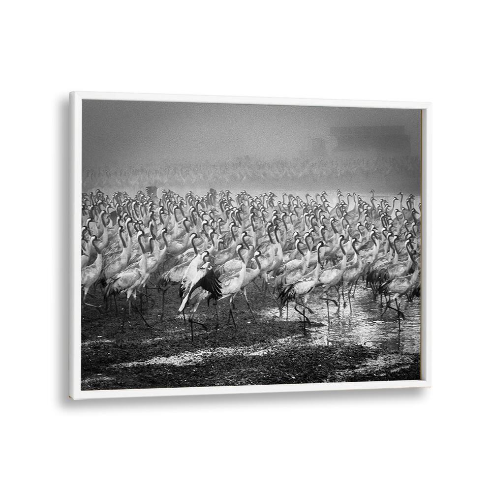 Stunning BIRD CITY, PHOTOGRAPHY PRINTS showcase a flock of cranes in dynamic motion, perfect for nature lovers.