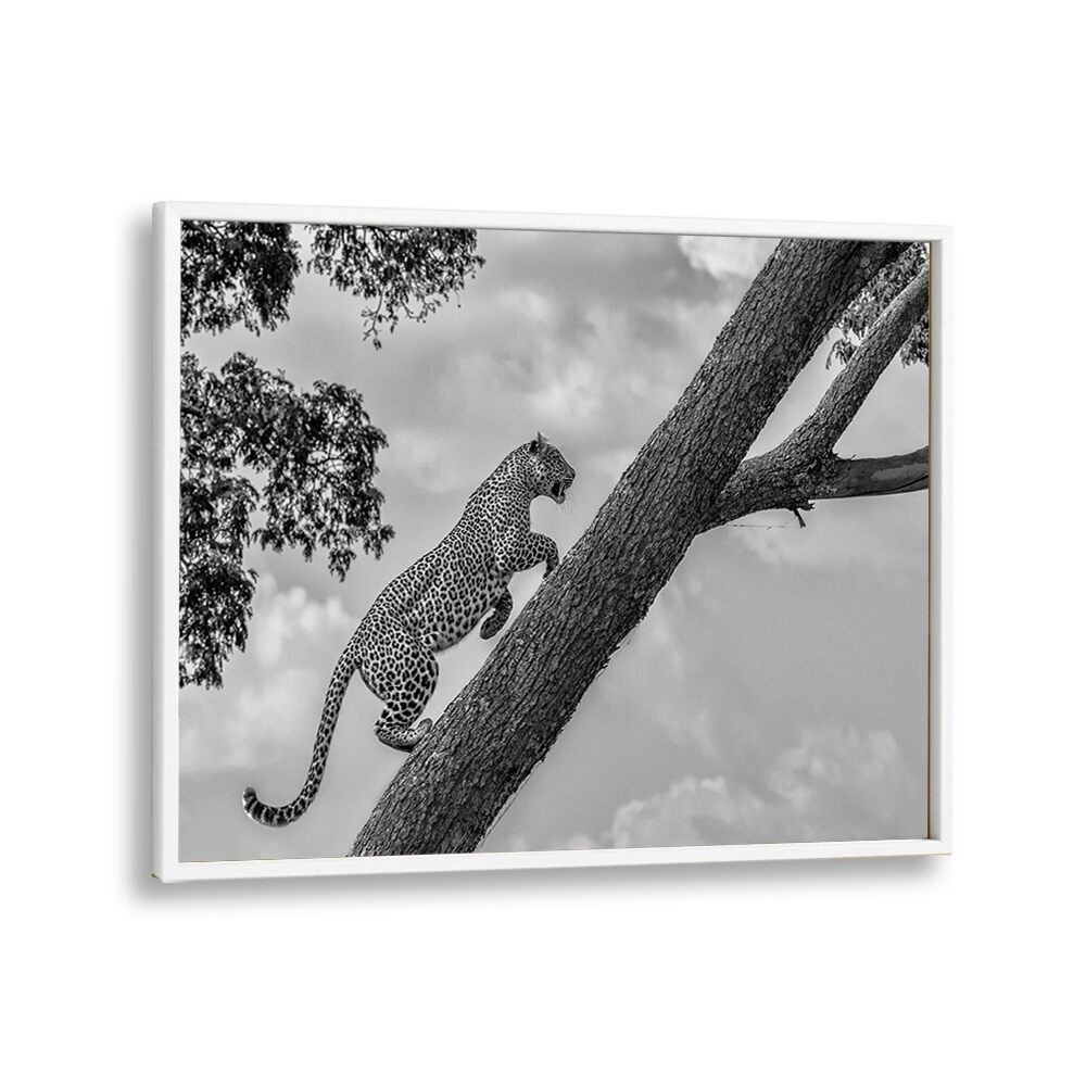 Leopard climbing a tree in striking black and white, showcasing CLIMB UP, PHOTOGRAPHY PRINTS for wildlife lovers.