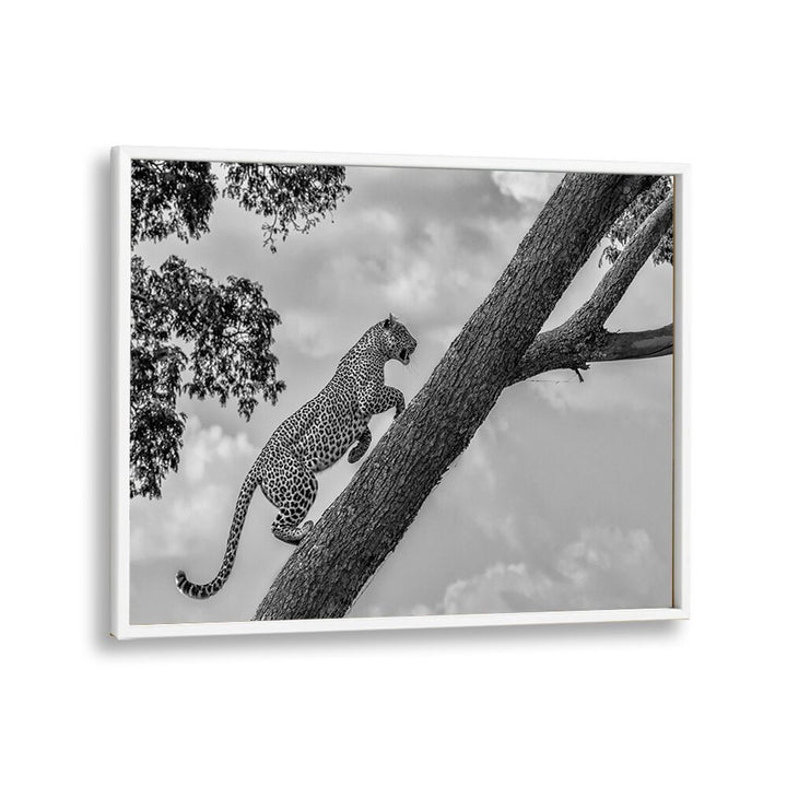Leopard climbing a tree in striking black and white, showcasing CLIMB UP, PHOTOGRAPHY PRINTS for wildlife lovers.