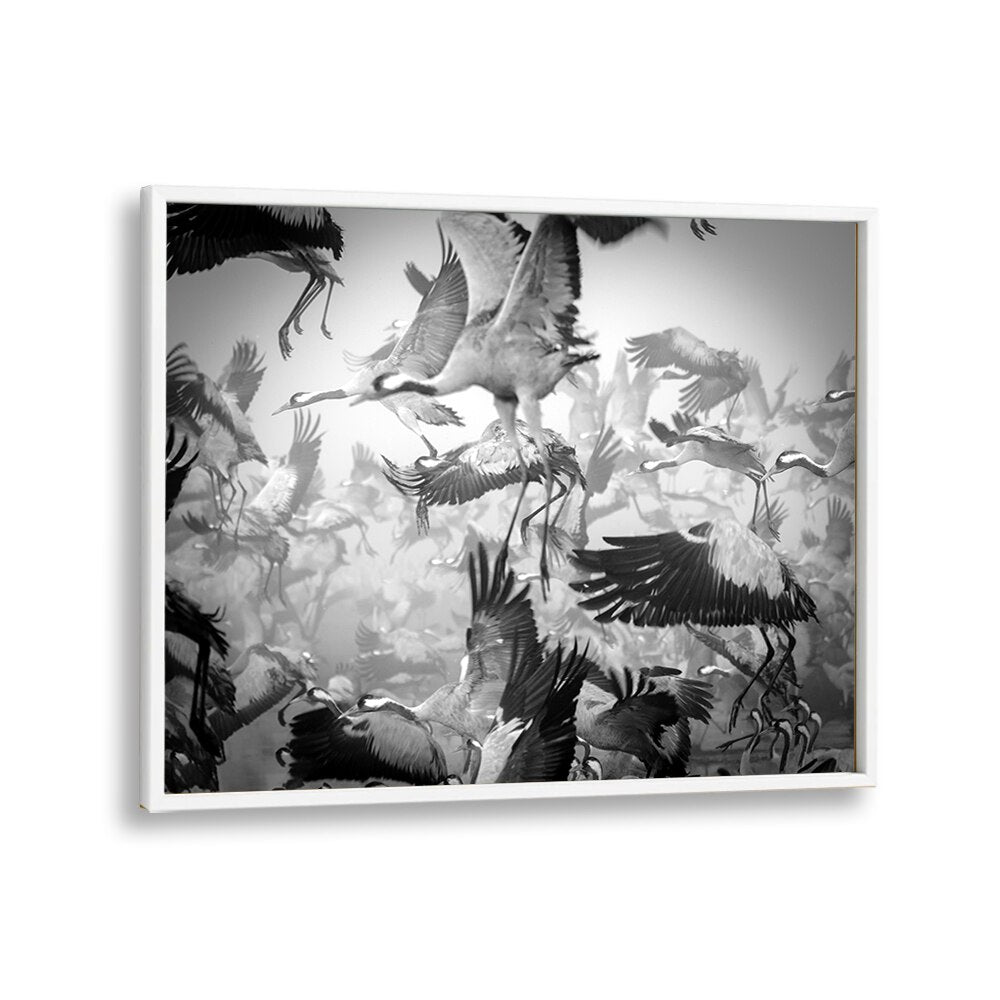 Dynamic CHAOS, PHOTOGRAPHY PRINTS featuring soaring birds in black and white, capturing life's thrilling movement.