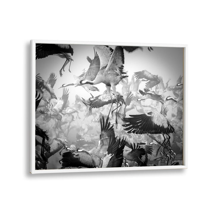 Dynamic CHAOS, PHOTOGRAPHY PRINTS featuring soaring birds in black and white, capturing life's thrilling movement.