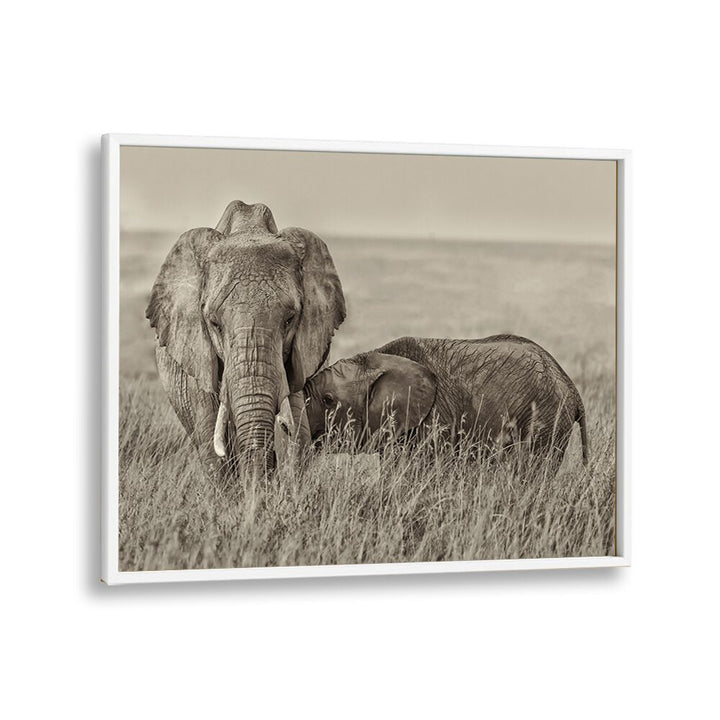 Elegant SNUGGLING, PHOTOGRAPHY PRINTS showcasing a tender moment between elephants in the wild. Perfect for nature lovers!