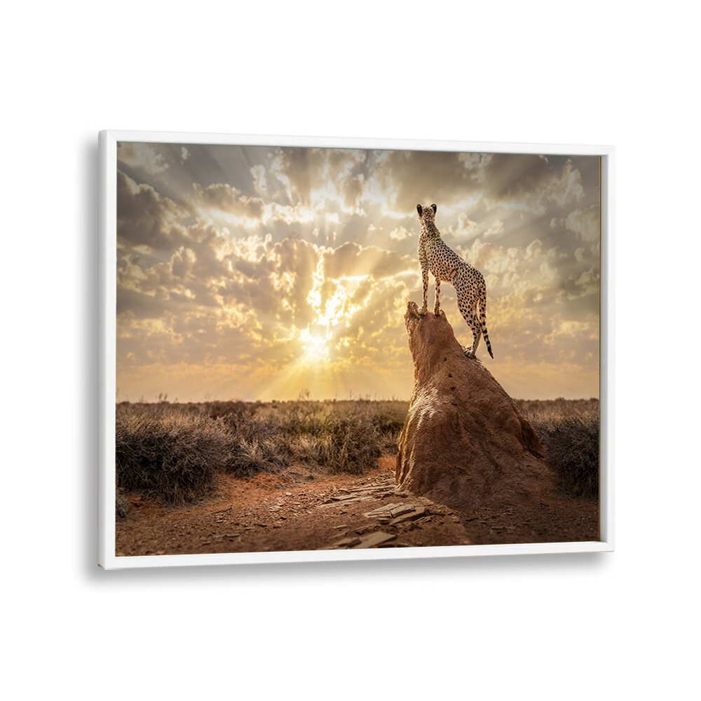 SUNDOWN CHEETAH, PHOTOGRAPHY PRINTS showcasing a majestic cheetah against a stunning sunset backdrop. Perfect for wildlife lovers.