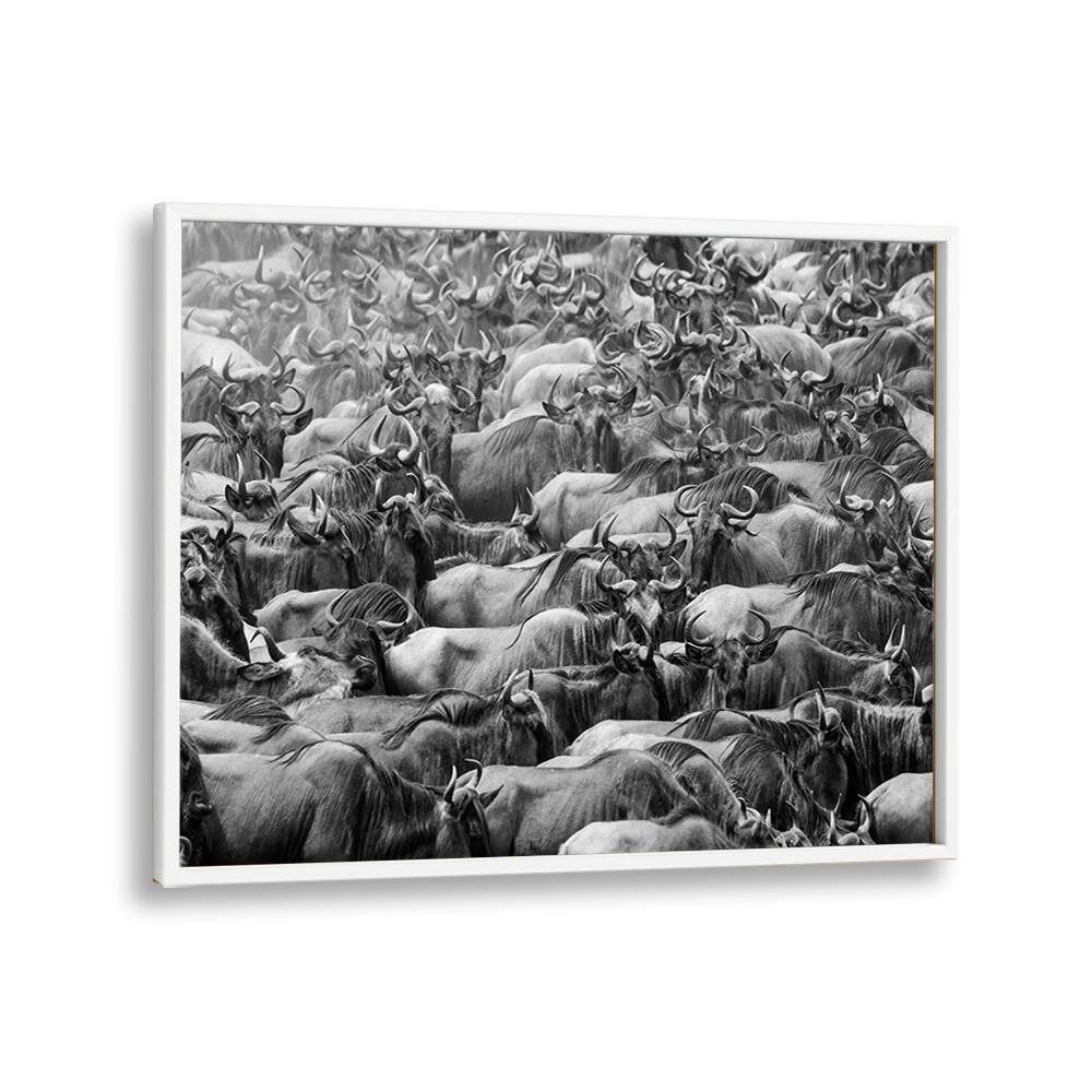 Stunning WILDBEEST, PHOTOGRAPHY PRINTS showcase a dramatic herd scene, capturing nature's raw beauty and adventure.