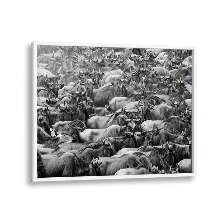 Stunning WILDBEEST, PHOTOGRAPHY PRINTS showcase a dramatic herd scene, capturing nature's raw beauty and adventure.