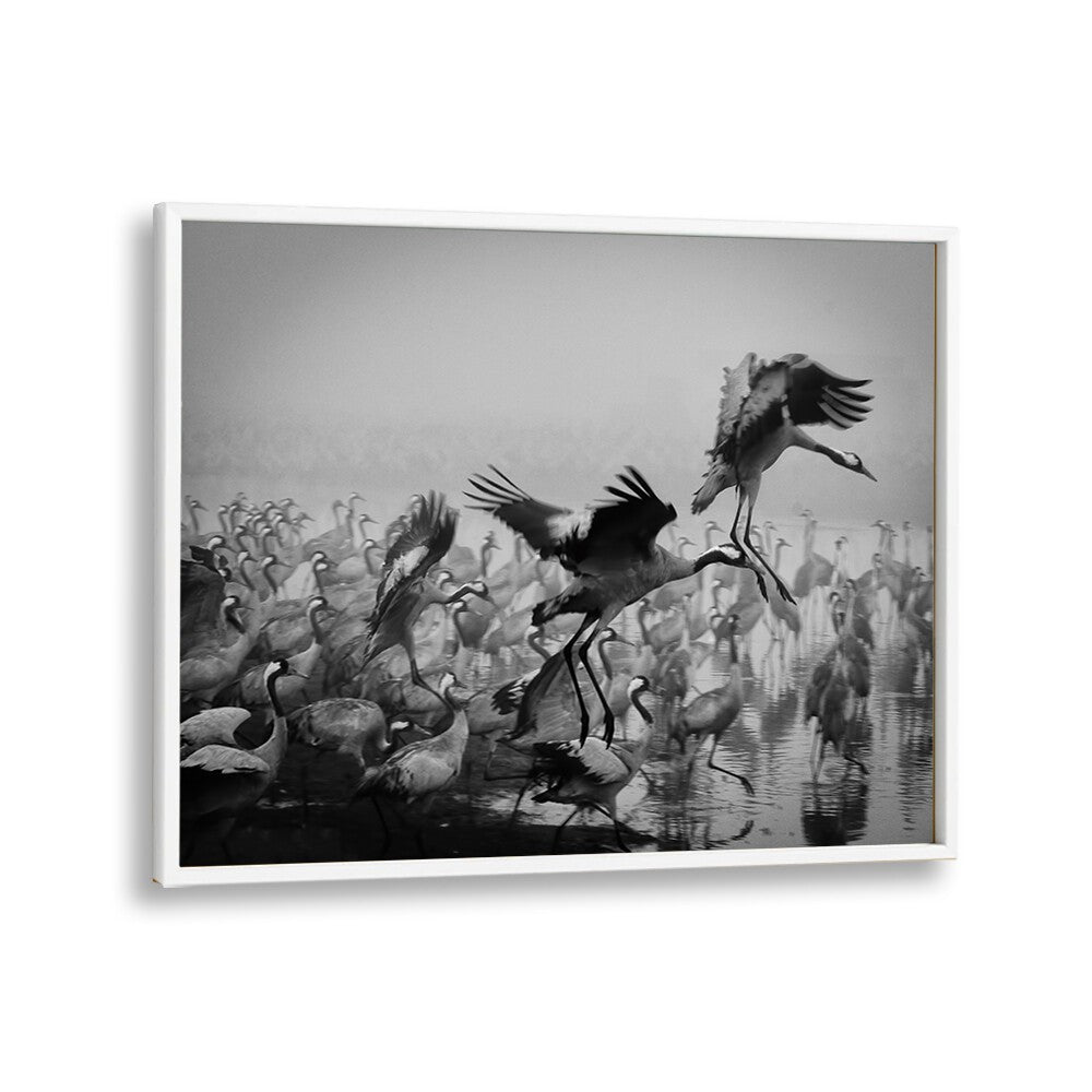Stunning black and white TRIO, PHOTOGRAPHY PRINTS showcasing cranes in motion, perfect for art and photography lovers.