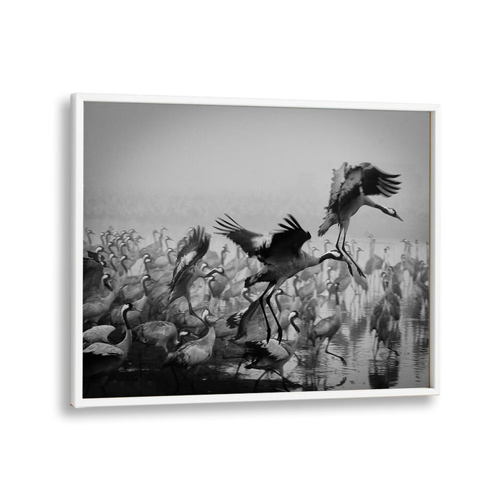 Stunning black and white TRIO, PHOTOGRAPHY PRINTS showcasing cranes in motion, perfect for art and photography lovers.