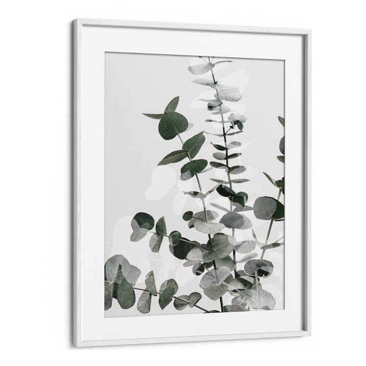 EUCALYPTUS CREATIVE VI, FLORAL FLOWER PAINTINGS showcasing elegant eucalyptus leaves, perfect for enhancing your home decor.