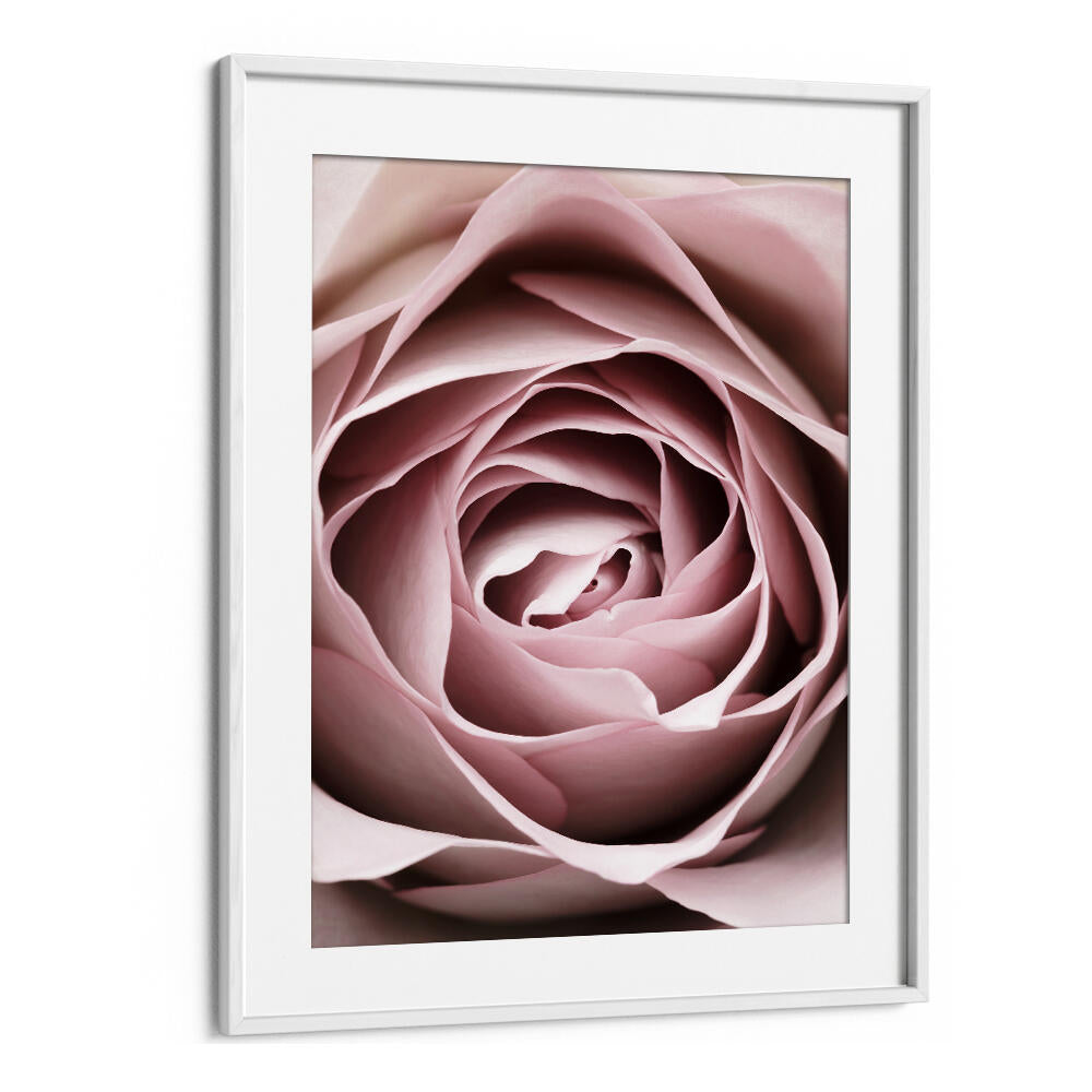 Delicate pink rose detail from PINK ROSE NO IV, FLORAL FLOWER PAINTINGS, perfect for transforming your living space.