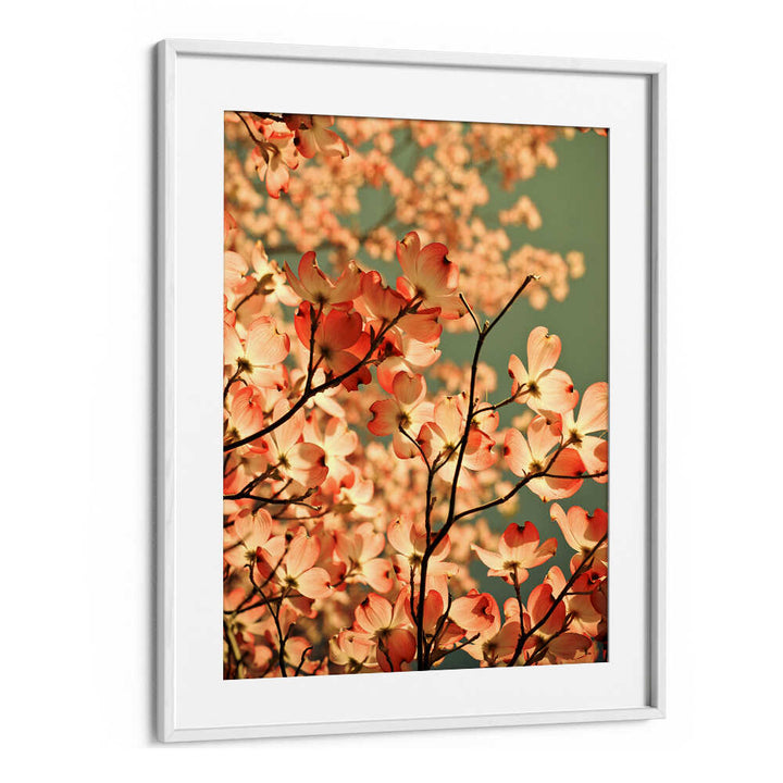 BLOSSOMS AFLOAT , FLORAL FLOWER PAINTINGS