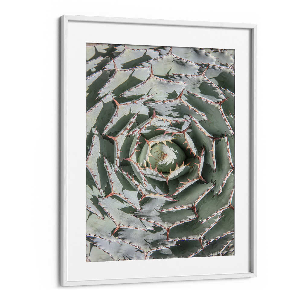 WHITEMOUNT framed green agave spiral with thorns SPIRAL SUCCULENT MAZE , FLORAL FLOWER PAINTINGS