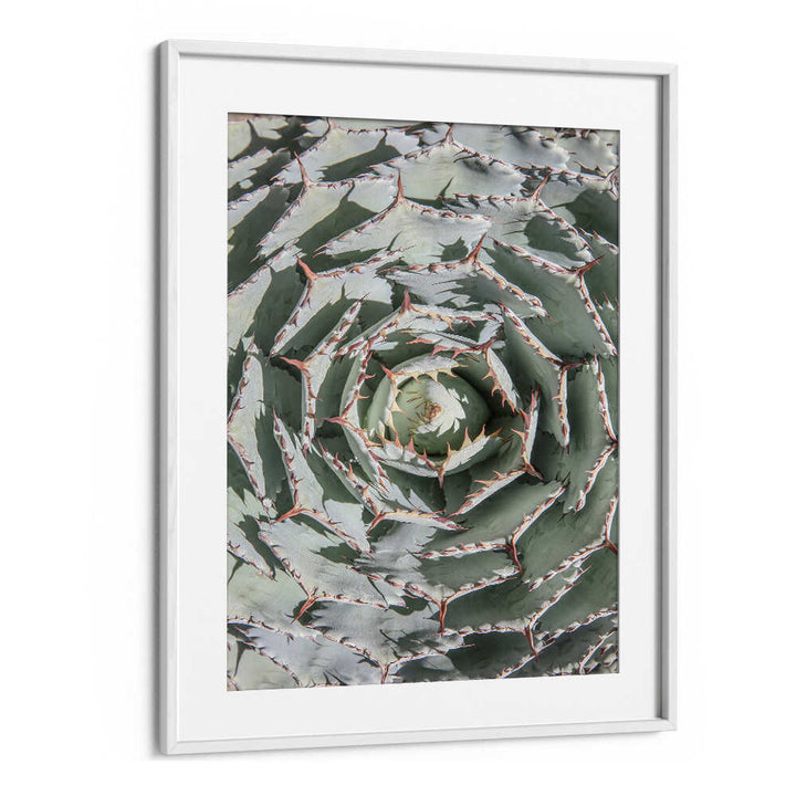 WHITEMOUNT framed green agave spiral with thorns SPIRAL SUCCULENT MAZE , FLORAL FLOWER PAINTINGS