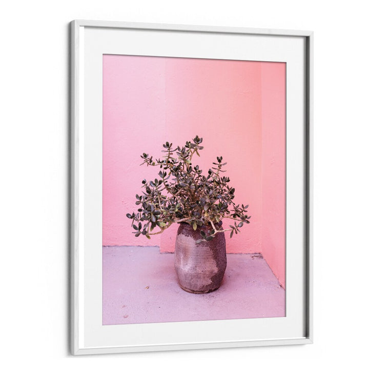 SPANISH RUSTIC SUCCULENT, FLORAL FLOWER PAINTINGS showcased in a stylish setting with a pink backdrop. Perfect for decor.