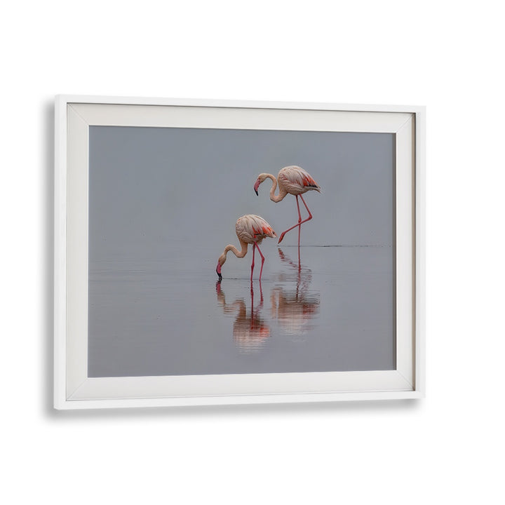 Stunning FLAMINGOS, PHOTOGRAPHY PRINTS showcasing elegant flamingos reflected in serene water. Perfect for nature lovers.