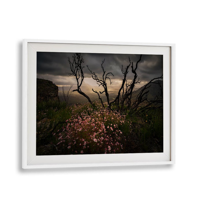 Stunning ACTINOTUS FORSYTHII, PHOTOGRAPHY PRINTS showcasing the beauty of Australian flora in a captivating landscape.