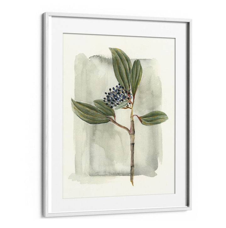 VIBURNUM DAVIDII features glossy leaves and delicate white flowers, perfect for enhancing your garden's beauty.