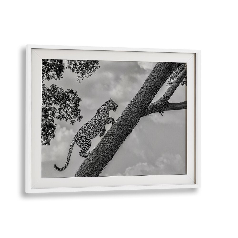 Leopard climbing a tree in stunning black and white, perfect for your CLIMB UP, PHOTOGRAPHY PRINTS collection.