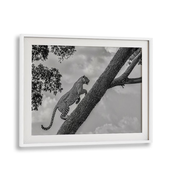 Leopard climbing a tree in stunning black and white, perfect for your CLIMB UP, PHOTOGRAPHY PRINTS collection.