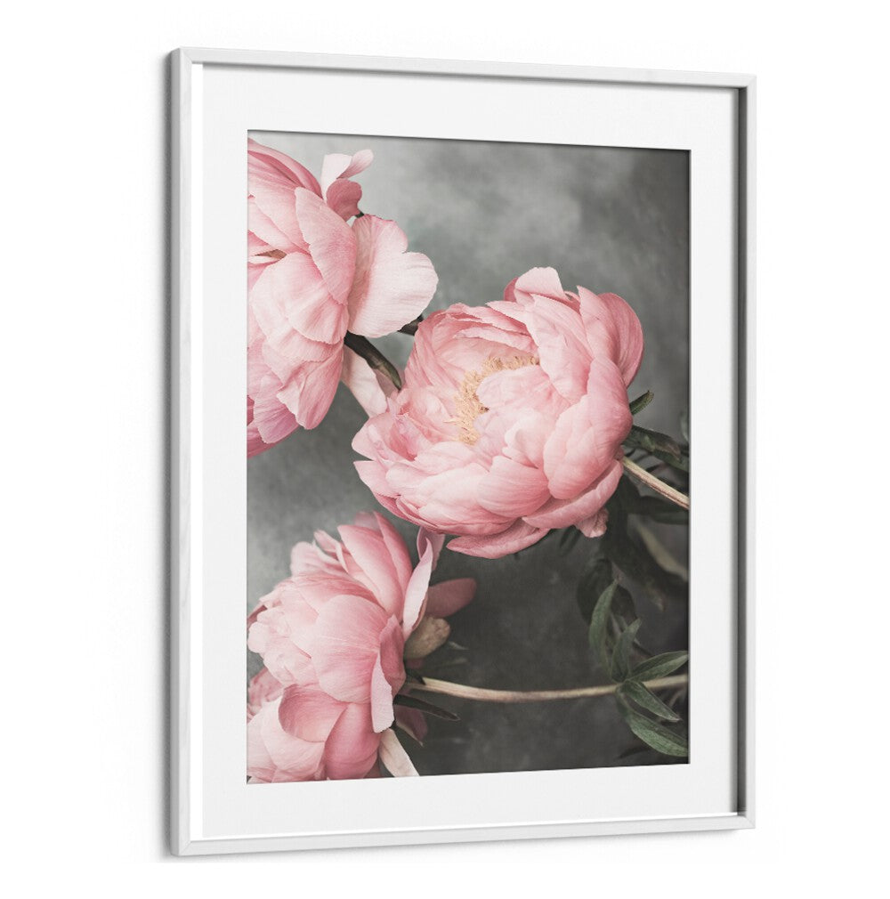 Delicate pink peonies in a frame, showcasing the beauty of ROSE II, FLORAL FLOWER PAINTINGS for elegant decor.