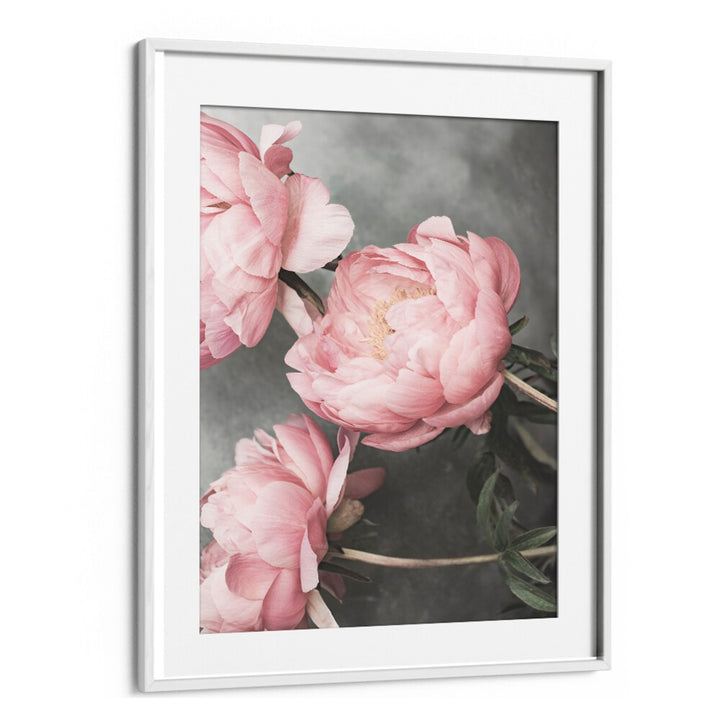Delicate pink peonies in a frame, showcasing the beauty of ROSE II, FLORAL FLOWER PAINTINGS for elegant decor.