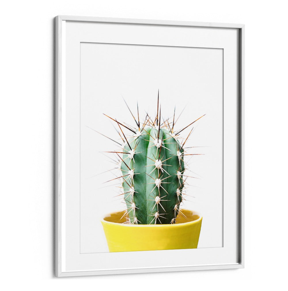 Stunning SPIKEY CACTUS in a vibrant yellow pot, perfect for floral flower paintings and enhancing any garden.