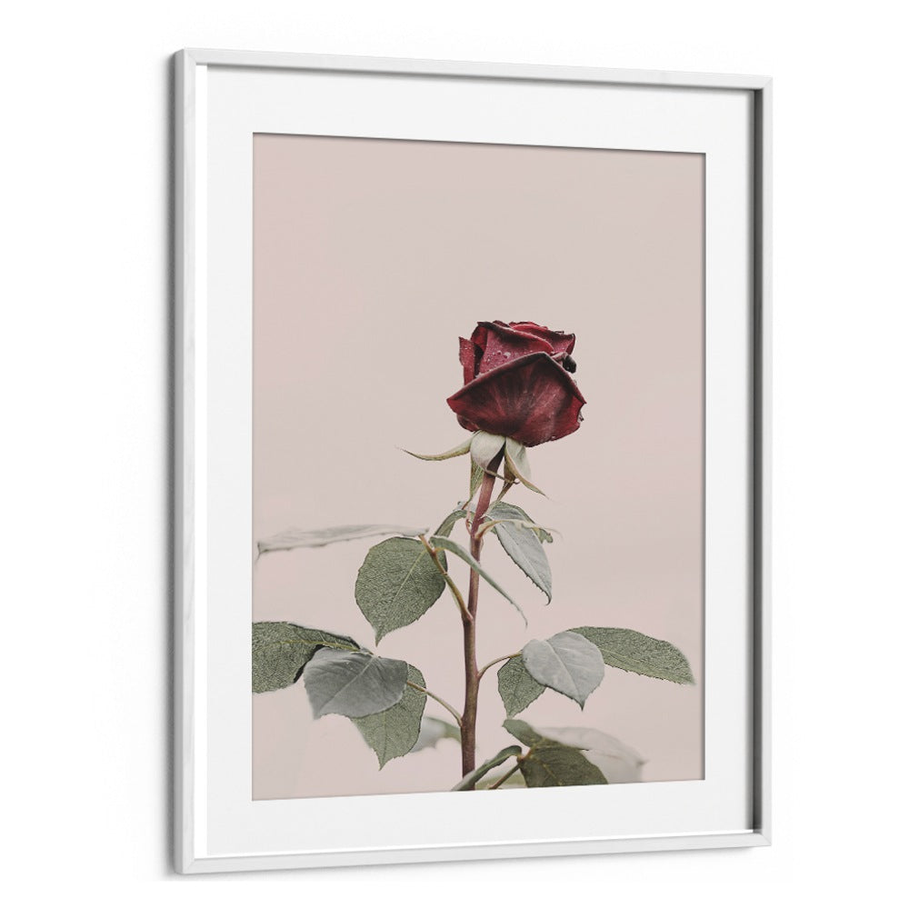Exquisite ROSE, FLORAL FLOWER PAINTINGS elegantly framed, perfect for enhancing your home decor with charm.